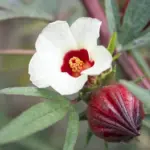 Çaj Hibiskus - Image 3