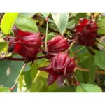 Çaj Hibiskus - Image 4