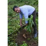 Xhinxher Copeza Bio – Ginger Pieces Organik per Caj & Gatim - Image 2
