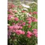Caj Yarrow Bio (Akilea) – Bime per Mireqenie & Balancim - Image 2